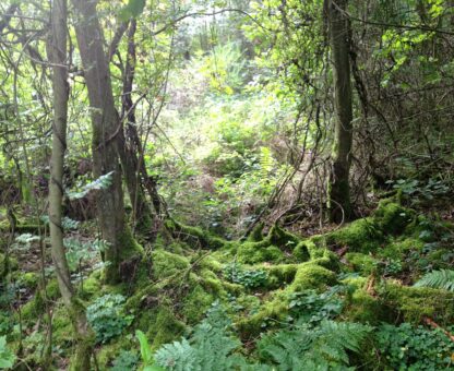 ursprünglicher Wald